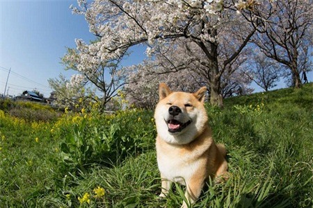 Hình ảnh “chú chó hạnh phúc nhất thế giới” sẽ khiến bạn mỉm cười