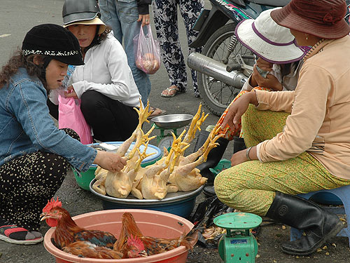 Quả báo cho những người sát sanh gà