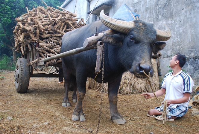 Kỳ lạ con trâu mang trái tim người