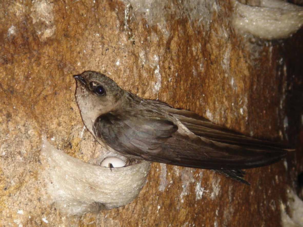 Cuộc đời đau thương của loài chim yến - Nhân quả báo ứng đáng sợ