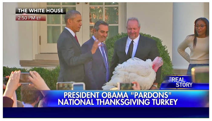 Tổng Thống Obama phóng sanh gà tây dịp Lễ Tạ Ơn