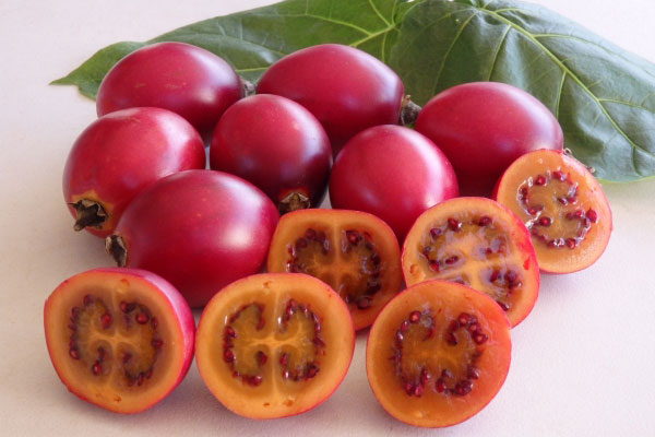 Cà chua thân gỗ có gì bổ dưỡng mà giá cao “ngất ngưởng” 1 triệu đồng/kg