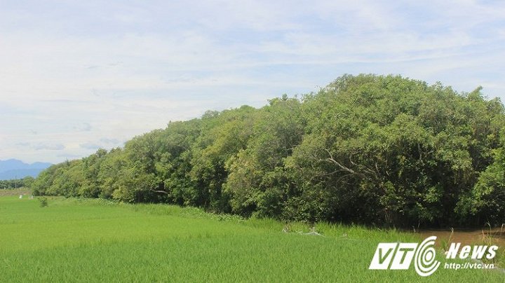 Khu rừng cây Lộc Vừng có tuổi đời hàng trăm năm tuổi ở làng Siêu Quần. (Ảnh: Trần Anh)