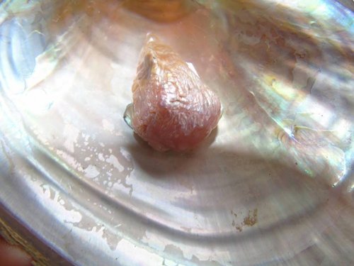 Viên ngọc trai của vợ chồng anh Bình