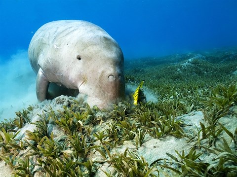 Hiện vùng biển Phú Quốc còn khoảng 80 cá thể “nàng tiên cá”, vùng biển Côn Đảo còn khoảng 10 cá thể