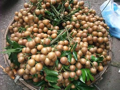 Tất cả bộ phận của quất hồng bì đều có thể làm thuốc chữa bệnh