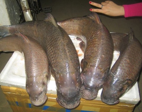 Loại cá anh vũ đang được quảng cáo với trọng lượng khủng, có con lên tới 5 - 7kg, thậm chí hơn 7kg.