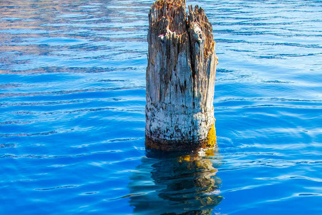 Khúc gỗ bí ẩn nổi trên mặt nước hàng trăm năm khiến giới khoa học bó tay