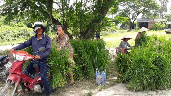 Lâm Thị Thiết đang sắp những bó cỏ lên xe cho khách