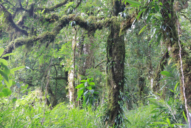 Kỳ bí rừng chè cổ thụ 1.000 năm tuổi 1.500m trên đỉnh Khang Su Văn