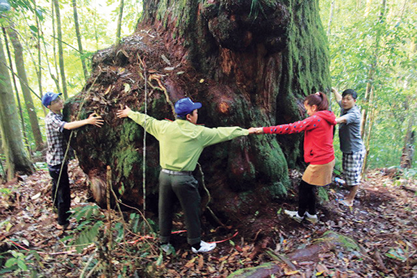 Kỳ diệu 'vương quốc' của những gốc cây lớn chưa từng thấy ở Quảng Nam