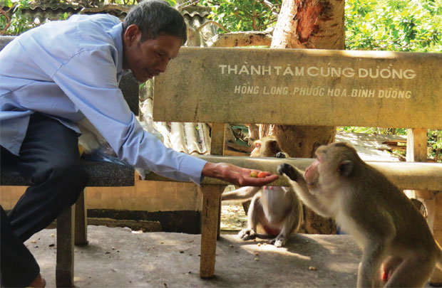 Ngôi chùa có đàn khỉ hoang dã nhiều nhất Việt Nam