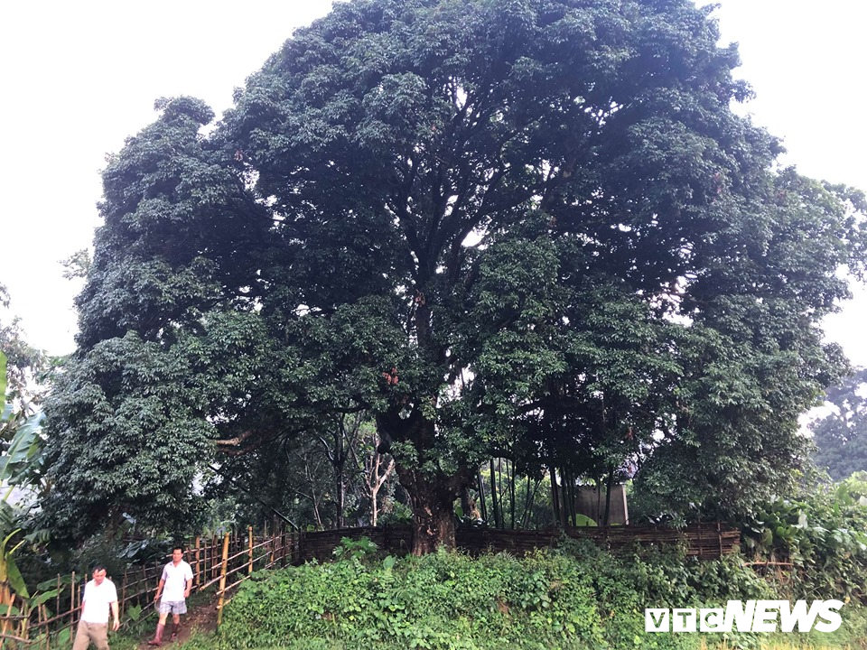 Kỳ bí 3 cây vải khổng lồ có từ thời ‘Đẻ đất đẻ nước’ giữa rừng Pù Luông