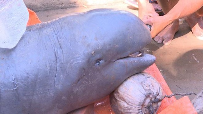 Bắt được cá lạ nặng 150kg đã tuyệt chủng tại Việt Nam