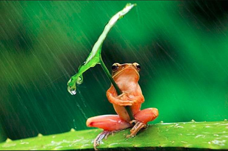 Câu chuyện suy ngẫm về “con ếch, sự nỗ lực và sức mạnh của lời nói”