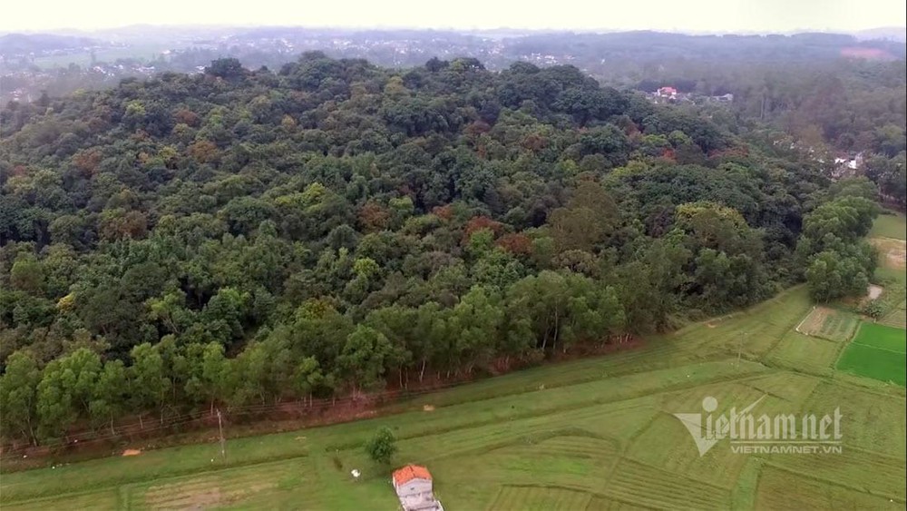 Một góc rừng lim nguyên sinh Tháp Lĩnh ở xã Hậu Thành