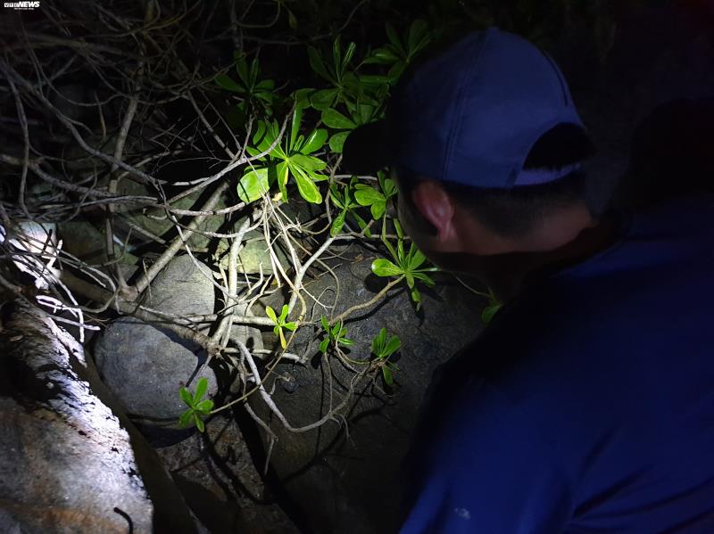 Chuyện chưa biết về những cuộc tàn sát rùa biển ở Cù Lao Chàm