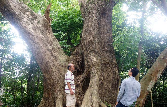 Cây sưa “khủng” khoảng 300 năm tuổi, có 3 nhánh lớn