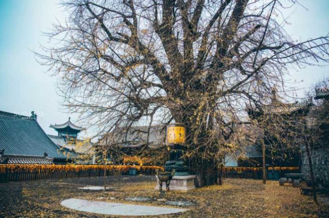 Ngôi chùa hàng nghìn năm tuổi nổi tiếng với một loài cây đặc biệt