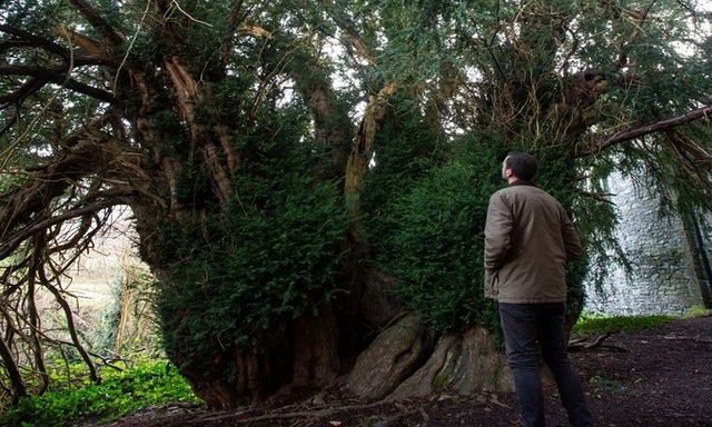 Kỳ lạ cây đại thụ cao gần 17 m "chuyển giới" sau 3.000 năm