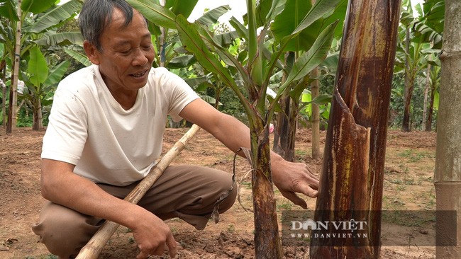 Lão nông hàng chục năm gìn giữ, bảo tồn nghề trồng chuối tiến vua