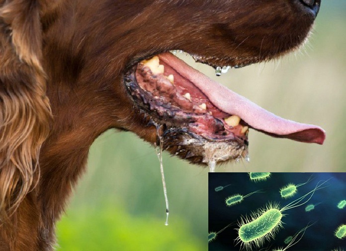 Nước bọt của chó có rất nhiều vi khuẩn nguy hiểm với sức khỏe con người. Ảnh: Minh Quang