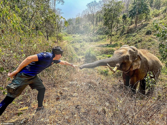 Chú voi 31 năm tuổi có tên Plai Thang đã có một cuộc hội ngộ bất ngờ với bác sĩ Pattarapol Maneeon sau 12 năm không gặp.