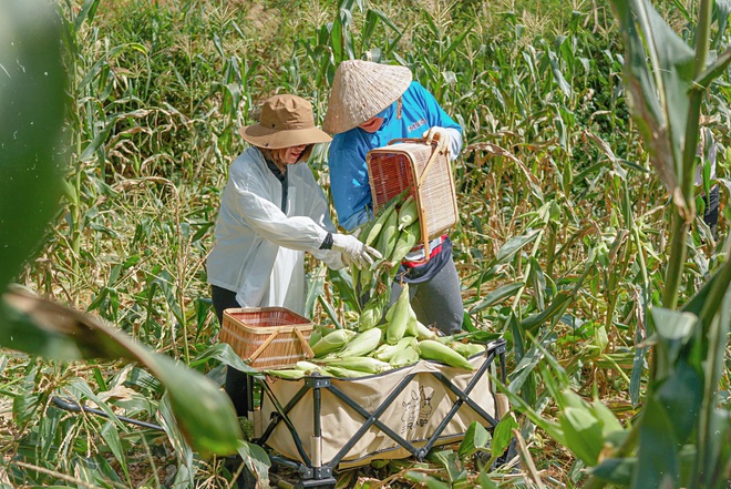 Gia đình chị Việt Anh thu hoạch toàn bộ bắp sạch trong vườn để gửi tặng người dân TP.HCM.