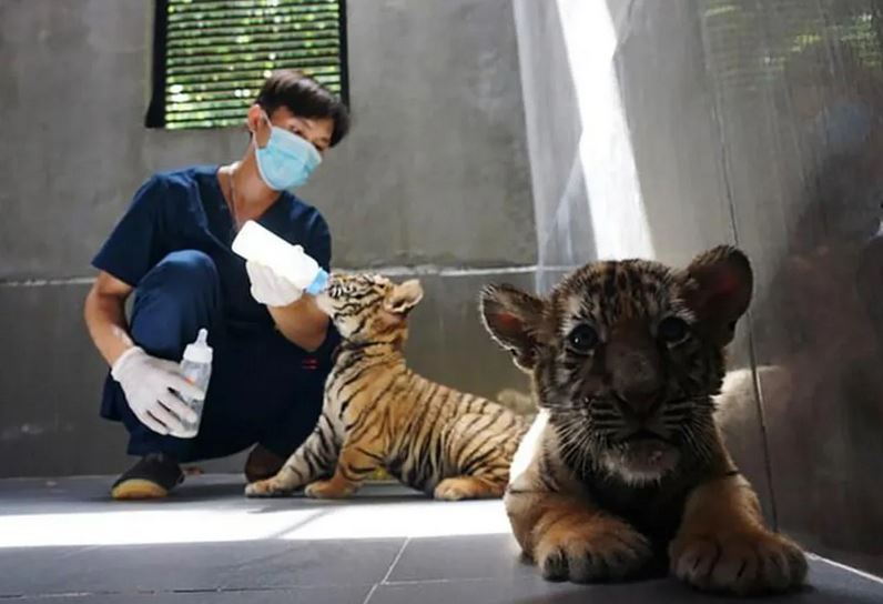 Các nhân viên của Trung tâm cứu hộ động vật hoang dã thuộc Vườn quốc gia Pù Mát đang chăm sóc cho những chú hổ.