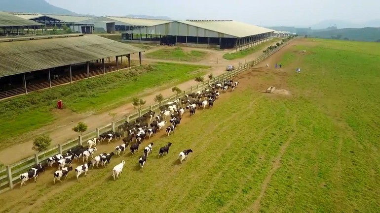 Làm việc trong trang trại bò sữa có mắc tội?