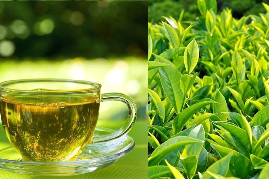 Vì sao uống trà xanh giúp giảm nguy cơ mắc tiểu đường type 2?
