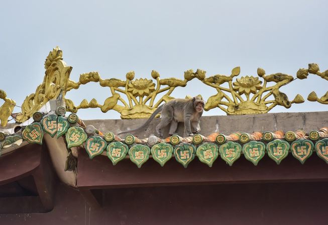 Đàn khỉ sống “nương nhờ” cửa Phật trên đỉnh núi ở Bình Dương