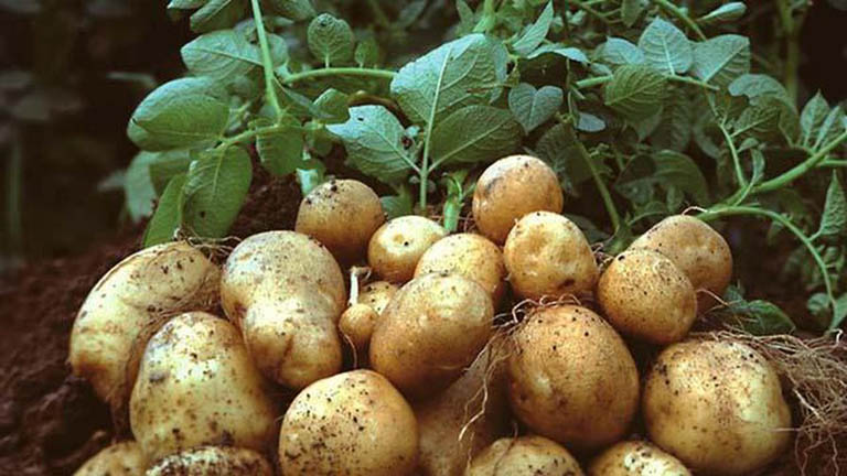 3 cách ăn khoai tây tốt cho huyết áp và đường ruột
