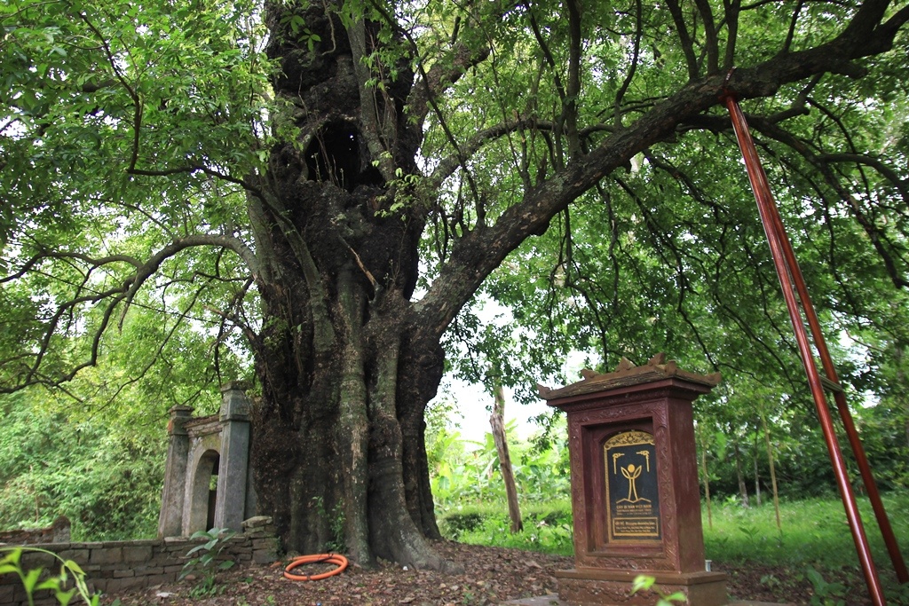 Cây di sản là cây thị 500 tuổi tại làng cổ Phước Tích