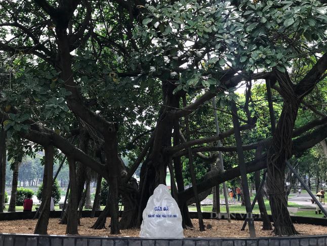 Cây đa Bác Hồ được trồng tại Công viên Thống Nhất, quận Đống Đa, TP.Hà Nội. Ảnh: Phương Linh - Nguyễn Tùng.