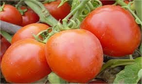 Ăn cà chua là cách giúp bảo vệ làn da trước ánh nắng mặt trời. Ảnh: Nhật Minh