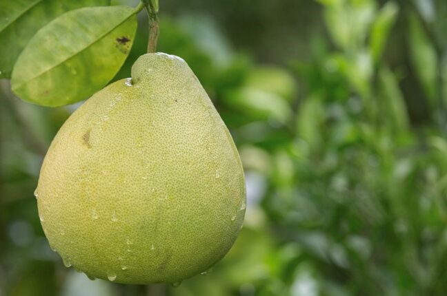 Không nên ăn bưởi khi đang dùng thuốc tim. Ảnh: Thùy Dương